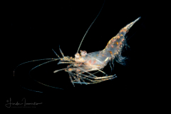Shrimp