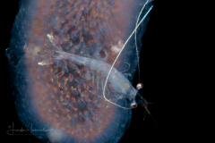 Shrimp on a Pyrosome
