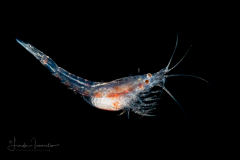 Shrimp with Eggs