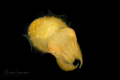 Small Cuttlefish