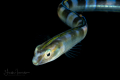 Snake Blenny - Blennidae - Xiphasia setifer