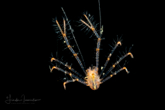 Squat Lobster ?