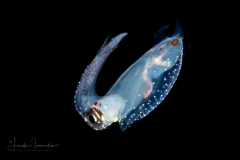 Squid - Genus Abralia -  Family Enoploteuthidae