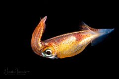 Squid - Genus Onychoteuthis - Family Onychoteuthidae