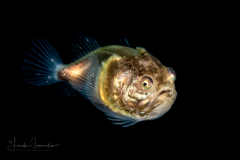 Stargazer - Uranoscopidae