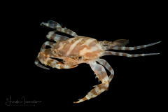 Swimming Crab