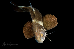 Threadfin Juvenile - Polydactylus sp. -  Family Polynemidae