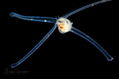 Veliger Larva of a Marine Gastropod