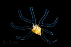Veliger Larva of a Marine Gastropod