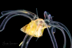 Veliger Larva of a Marine Gastropod
