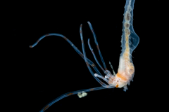 Worm