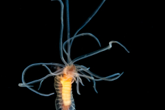 Worm