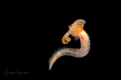 Worm