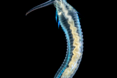 Worm