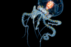 Wunderpus Octopus - Wunderpus photogenicus