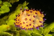 Janolus savinkini Janolus savinkini