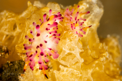 Aegires villosus