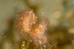 Algae Shrimp - Phycocaris simulans