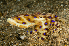 Blue-Ringed Octopus - Hapalochlaena sp.