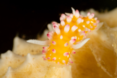 Cadlinella ornatissima