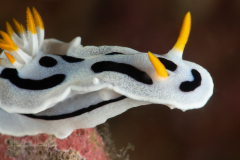 Chromodoris dianae