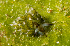 Costasiella kiroshimae