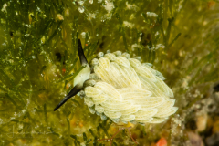 Costasiella usagi