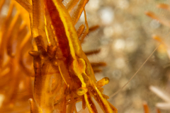 Crinoid Commensal Shrimp