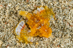 Dragon Sea Moth - Juvenile - Eurypegasus draconis