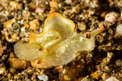 Elysia marginata (pair)