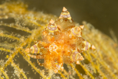 Eubranchus ocellatus