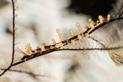 Eubranchus putnami