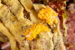 Favorinus mirabilis