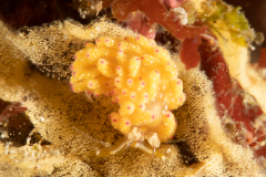 Favorinus mirabilis