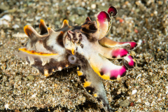 Flamboyant Cuttlefish - Metasepia pfefferi