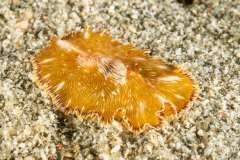 Flatworm - Paraplanocera sp. ?