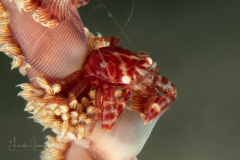 Four-Lobed Porcelain Crab - Lissoporcellana quadrilobata