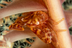Four-Lobed Porcelain Crab - Lissoporcellana quadrilobata