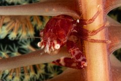 Four-Lobed Porcelain Crab - Lissoporcellana quadrilobata