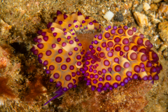 Janolus flavoanulatus - Mating
