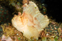 Leaf Scorpionfish - Taenianotus triacanthus