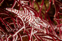 Leopard Crinoid Shrimp - Laomenes  pardus