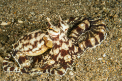 Mimic Octopus - Thaumoctopus mimicus
