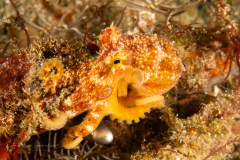 Mototi Octopus - Amphioctopus mototi