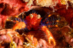 Olivar's Squat Lobster - Munida olivarae