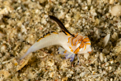Orange & Black Dragonet - Juvenile - Dactylopus kuiteri