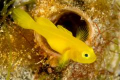 Ornate Goby - Lubricogobius exiguus
