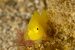 Ornate Goby - Lubricogobius exiguus