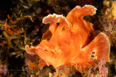 Paddle-Flap Scorpionfish - Rhinopias eschmeyeri