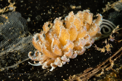 Phyllodesmium crypticum with Eggs